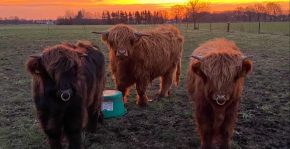 Highland Cattle vom Bürsteler Feld 